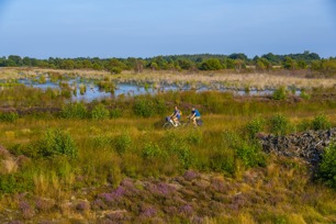 Heideblüte im Dalum-Wietmarscher Moor bei Geeste - Radfahren im Emsland ©Naturpark Moor-Veenland (5)